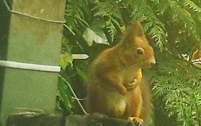 Red Squirrels Spotted at Howes North | IOW Red Squirrel Trust