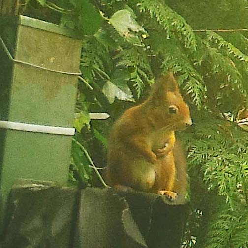 red-squirrel-feeding-upright-on-feeder-iow Red squirrel holding food with both paws while sitting on a feeder in dense woodland.