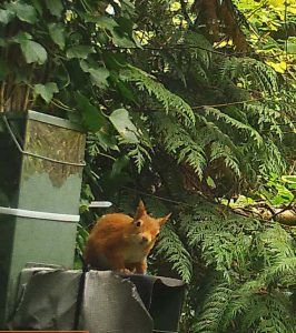 Red squirrel tilting its head on a feeder among green ivy and fir branches.