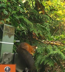 Red squirrel with dark bushy tail perched on a feeder surrounded by mixed woodland.
