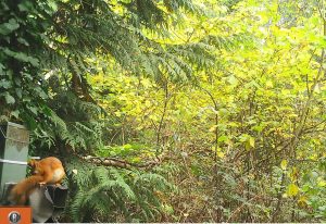 Wide woodland view showing a red squirrel on a feeder with bright yellow and green foliage behind.