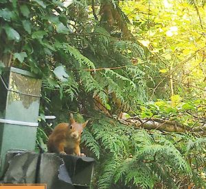 Red squirrel facing the camera on a feeder with a backdrop of fir foliage and hazel leaves.