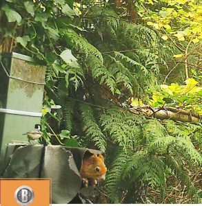 Red squirrel looking out from a feeder tube beneath dense fir branches and leafy shrubs.