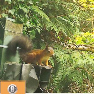 Red squirrel with dark tail sitting on a feeder in bright green woodland at Howes North.