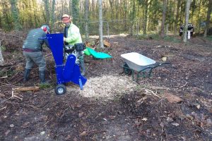 Volunteers using a wood chipper and strimmer in woodland, turning felled conifer material into wood chippings to create paths in muddy areas.