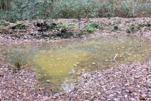 Newly created woodland pond surrounded by leaf litter and trees, forming part of habitat improvement work for wildlife on the Isle of Wight.