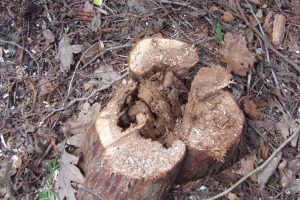   Alt Text: Close-up of a rotten tree stump showing decay in an overcrowded woodland environment.