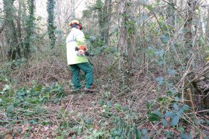 Volunteer cutting through thick undergrowth to form a new path during winter woodland management work.