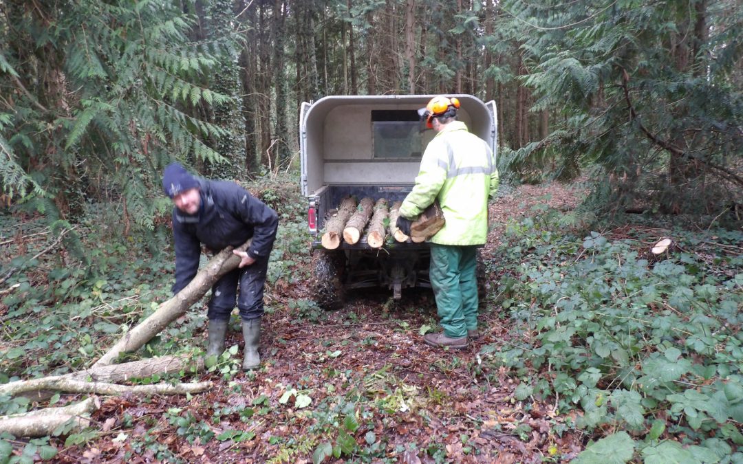 New Fencing Work at Howes Wood | Isle of Wight Red Squirrel Trust