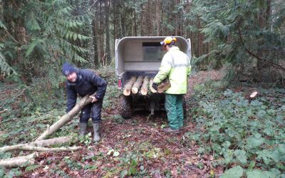 New Fencing Work at Howes Wood | Isle of Wight Red Squirrel Trust