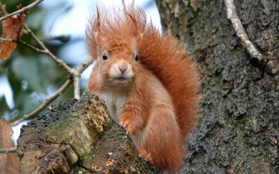 2027 Calendar Sponsorship