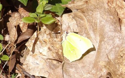 Isle of Wight Woodland Wildlife Spring Update