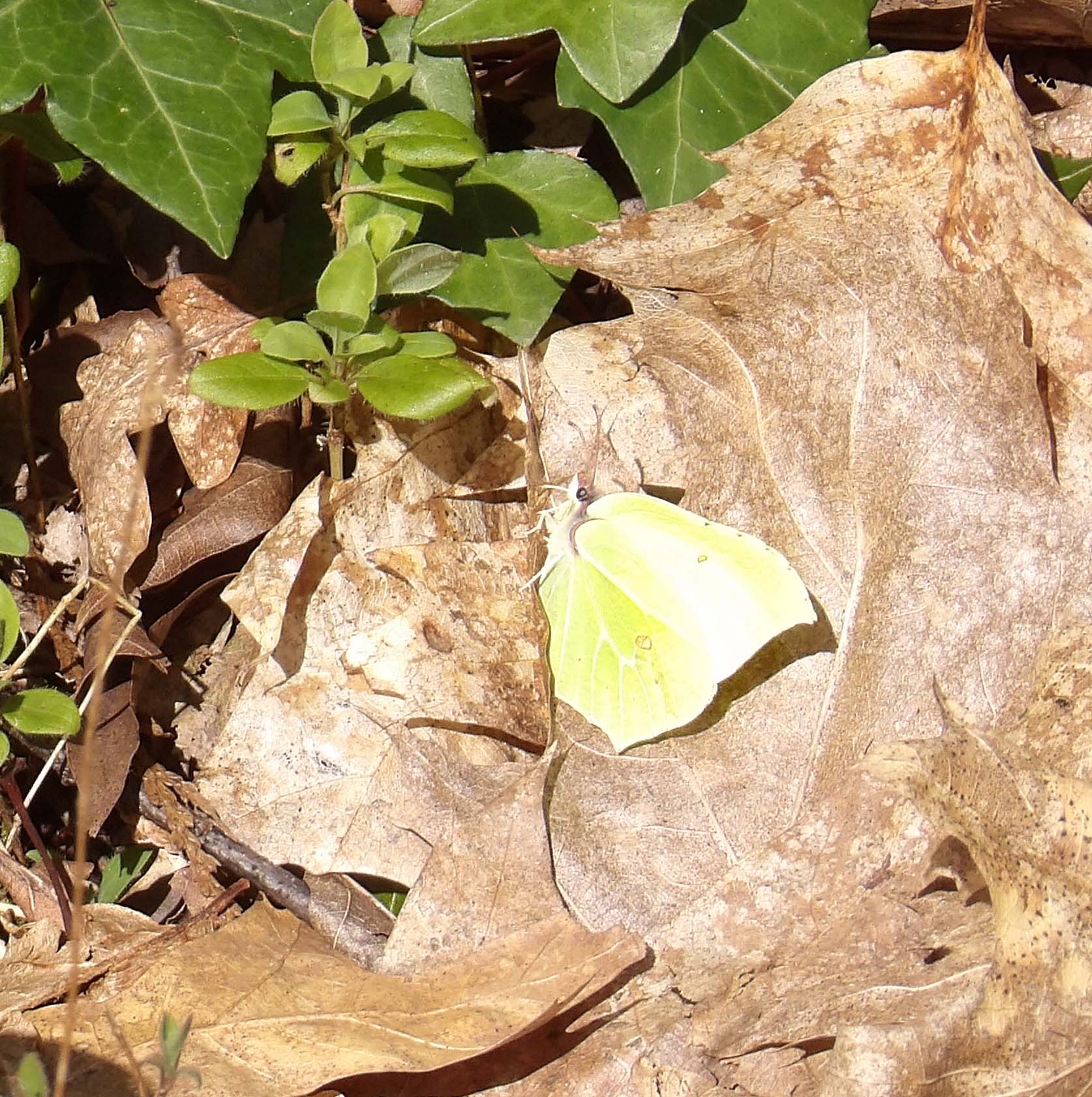 Brimstone Butterfly – Howes Wood