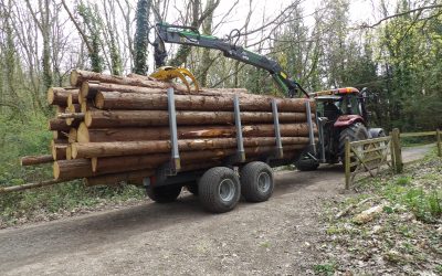 Western Red Cedar Harvest Complete – Red Squirrel Fencing Can Now Begin