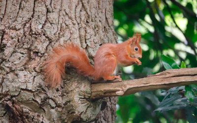 Support the Island’s red squirrels AND get your business seen by the people who love them