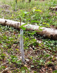 A young wild cherry sapling in fresh leaf beside a protective tree guard and cane, surrounded by woodland ground flora.