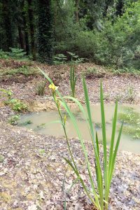 A yellow flag iris in flower at the edge of a newly created woodland pond, with more buds forming on the stems.
