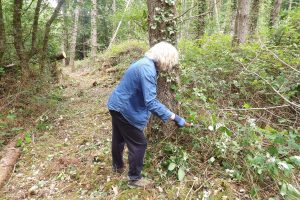 A woman in a blue denim shirt uses a handsaw to cut back brambles beside a newly cleared woodland path, with felled logs visible in the background.