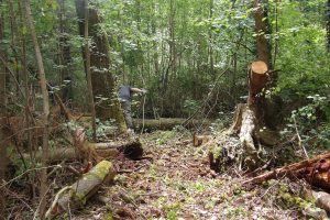 A cleared path beginning to emerge through dense woodland, with felled logs and stumps visible on either side and a volunteer working in the background.