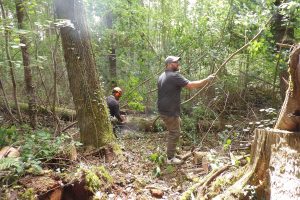 Two male volunteers working in dense woodland; one operating a chainsaw and one pulling branches clear as they fell dead trees to create a path.