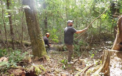 Woodland Update: Tackling the New Area
