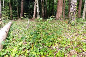 A young self-seeded hazel with broad serrated leaves spreading across an ivy-covered woodland floor.