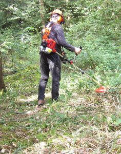 A volunteer in full PPE including orange hard hat and ear defenders uses a backpack brushcutter to clear dense vegetation in a woodland.