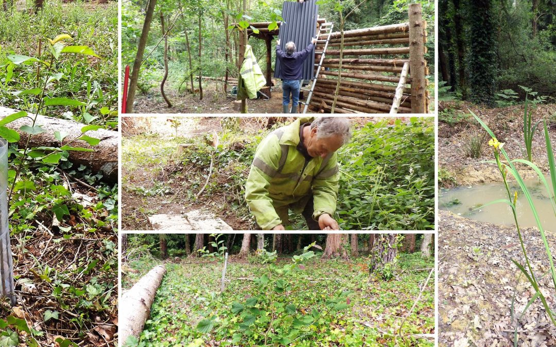 Woodland Update June 2026
