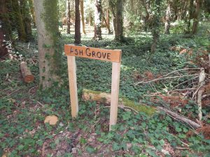 Wooden signpost reading "Ash Grove" standing beside a moss-covered tree trunk, with felled logs and ivy ground cover nearby.