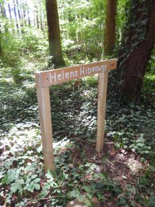 Wooden signpost reading "Helens Hideaway" with a red arrow, set among dense ivy and tree trunks in Howes Wood.