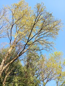 Tall mature elm tree in full spring leaf against a clear blue sky, with fresh yellow-green foliage.