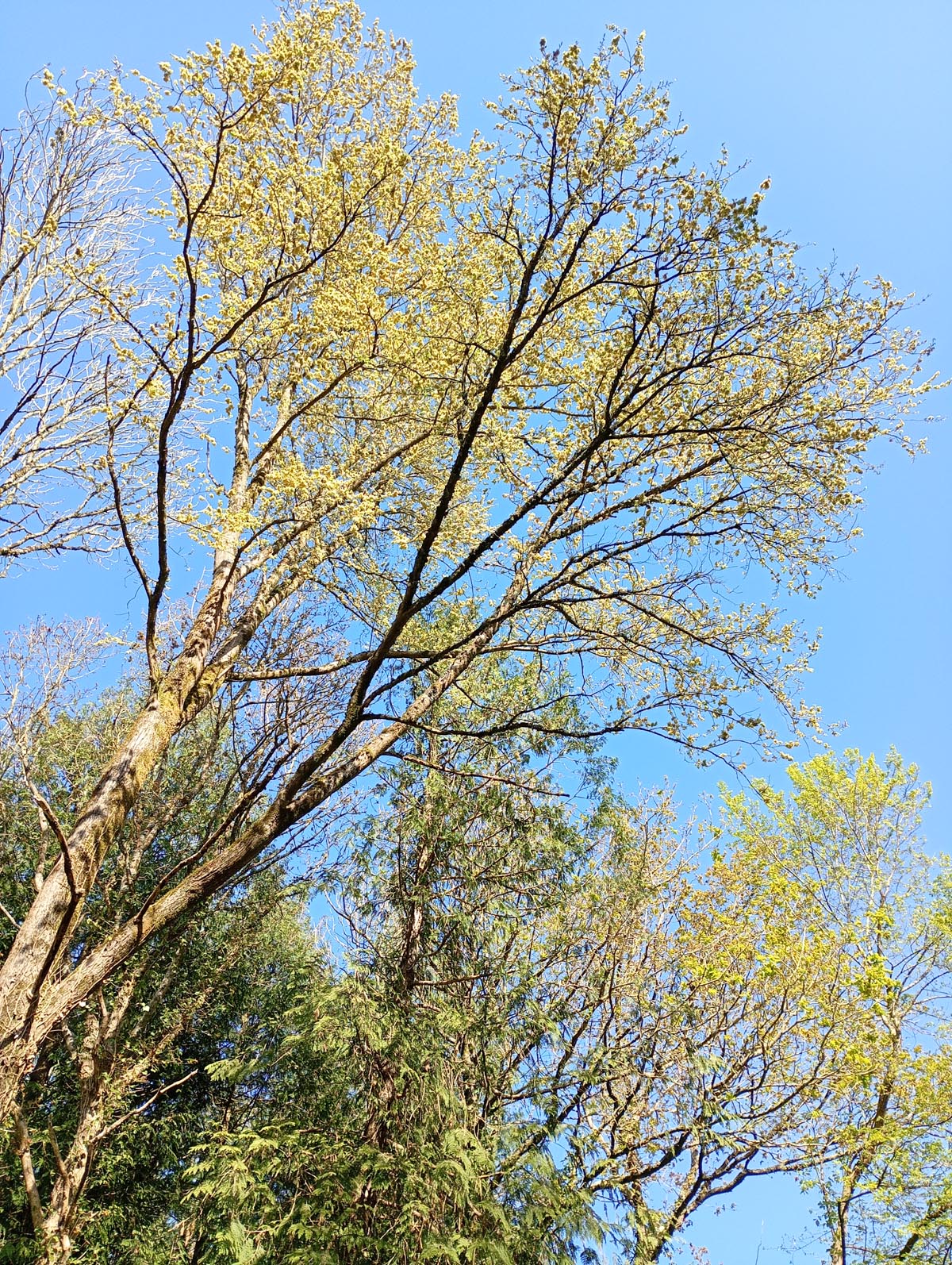 elmTree Tall mature elm tree in full spring leaf against a clear blue sky, with fresh yellow-green foliage.