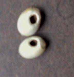 Two hazelnut shells with round holes gnawed by a hazel dormouse, photographed on a dark surface.