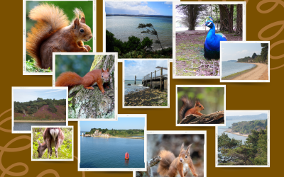 What Brownsea Island Teaches Us About Red Squirrels