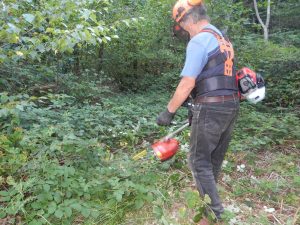 Volunteer using a petrol strimmer to clear bramble and thistle undergrowth along a woodland path.