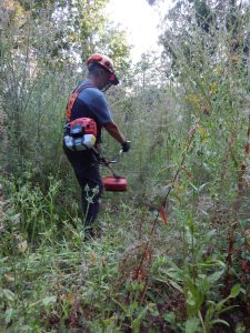 Volunteer wearing helmet and safety gear strimming through waist-high vegetation on a wooded path at Howes Wood.