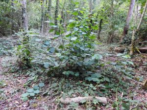 A tall, healthy hazel shrub growing freely in a woodland clearing at Howes Wood, Isle of Wight.