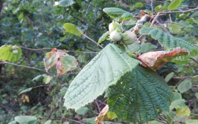 Reclaiming the Paths (and a Cloud of Thistledown): A Howes Wood Update