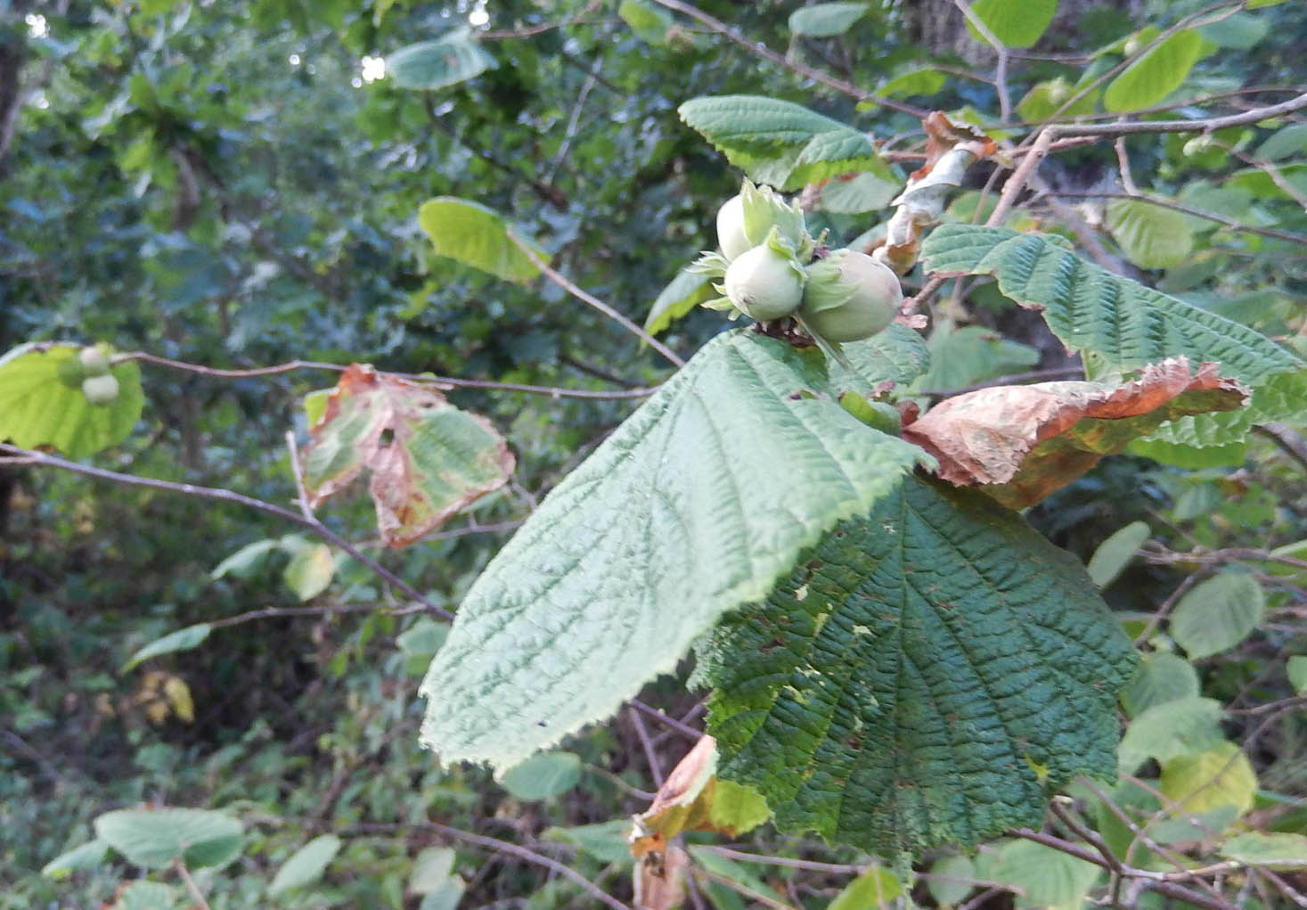 DSCN5253 Close-up of green, unripe hazelnuts still in their husks growing on a hazel tree branch at Howes Wood.