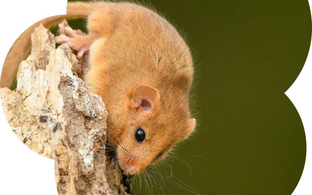 A Nutty Discovery at Howes Wood