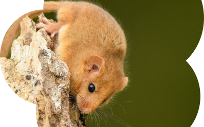 A Nutty Discovery at Howes Wood
