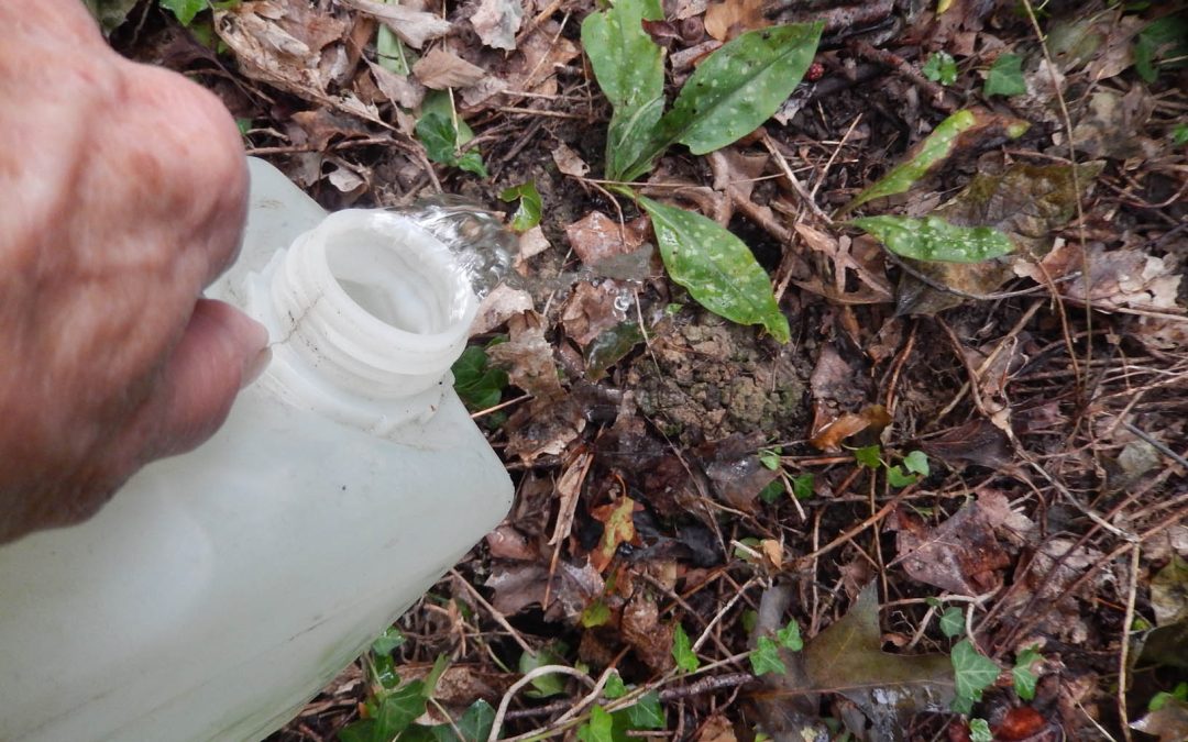 Squirrels Snub Snacks, Pond Survives Drought, and One Very Dedicated Woodland Manager Becomes a Water Delivery Service