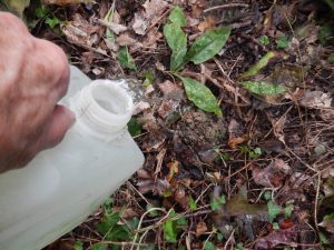 A hand tips water from a plastic bottle onto a leafy narrow-leaved lungwort plant among woodland leaf litter.
