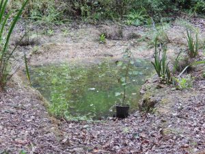 Woodland pond surrounded by bare earth banks, with a small potted sapling planted at the edge.