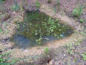 Small woodland pond covered in floating aquatic plants, viewed from above.