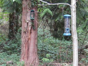 Two bird/squirrel feeders, one green and one blue, hanging from tree branches in Howes Wood.