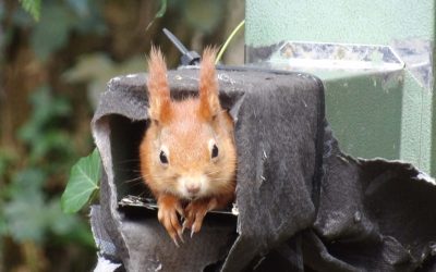 Win a Guided Red Squirrel Woodland Tour on the Isle of Wight