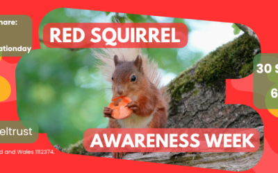 Red Squirrel Awareness Week 2026 | IOWRST